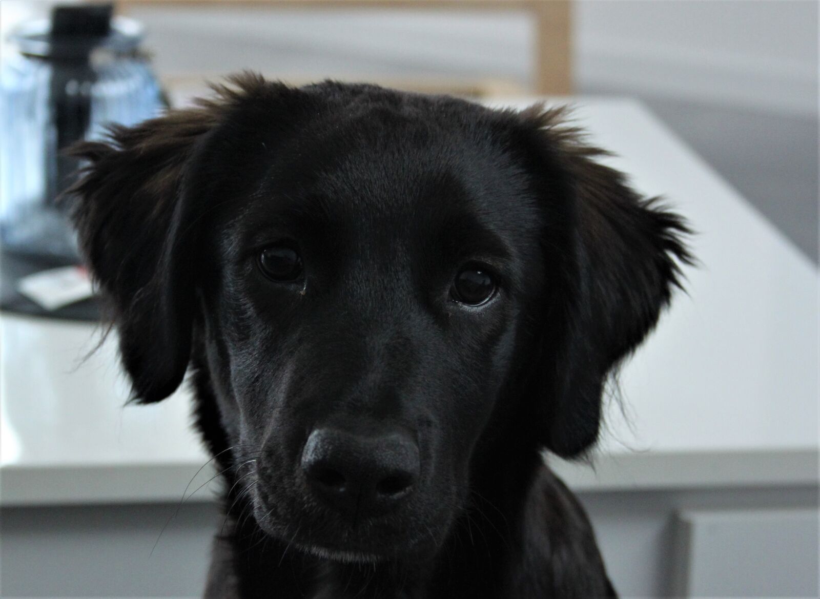Canon EOS 500D (EOS Rebel T1i / EOS Kiss X3) sample photo. Chien, dog, pet photography