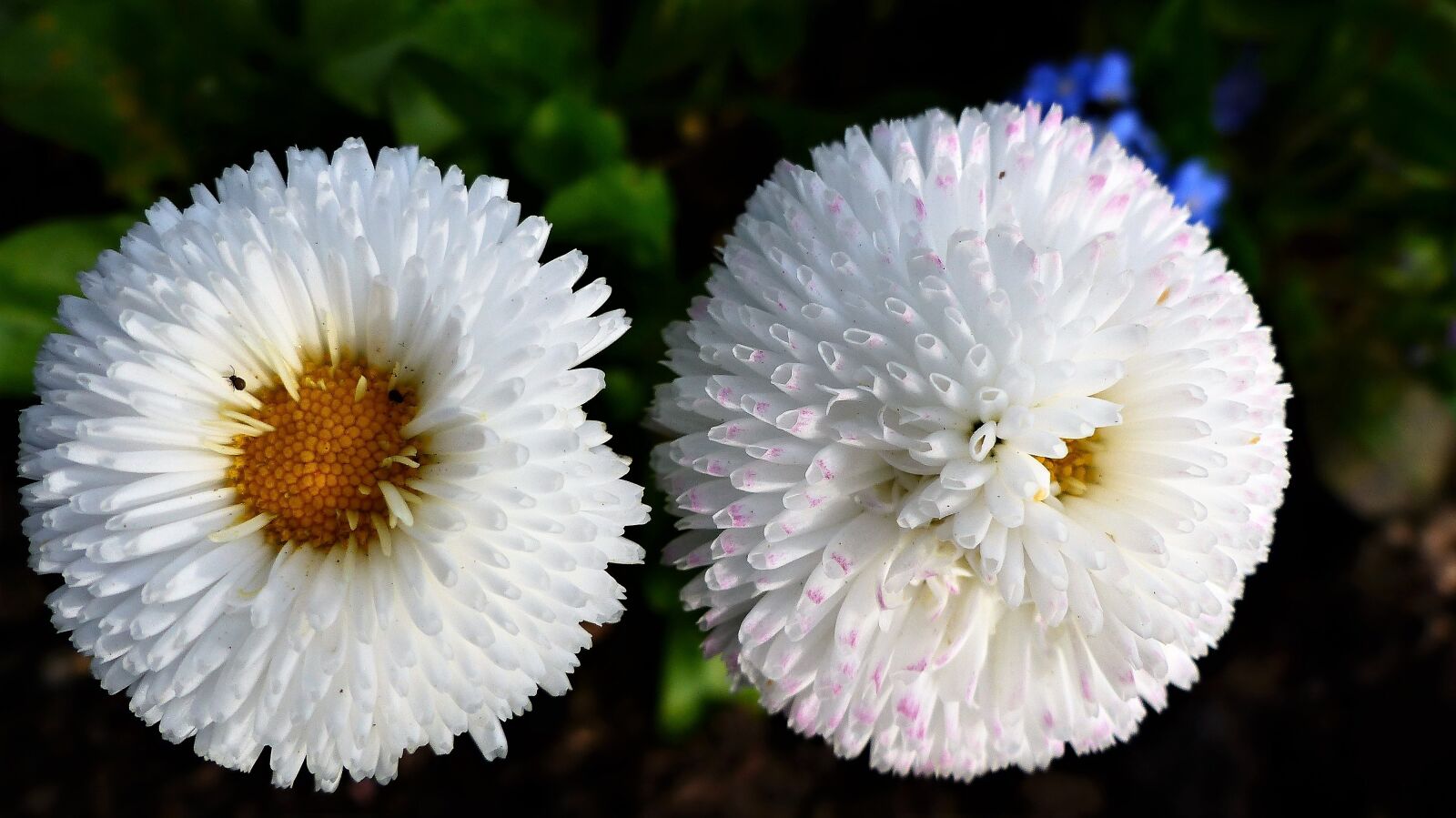 Panasonic Lumix DMC-FZ200 sample photo. Nature, plant, flower photography