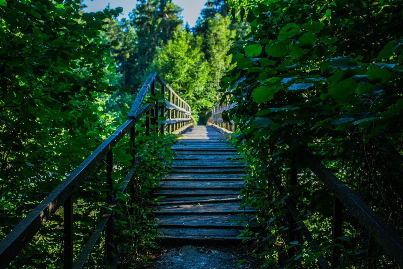Canon EOS 700D (EOS Rebel T5i / EOS Kiss X7i) sample photo. Bridge, nature, forest photography