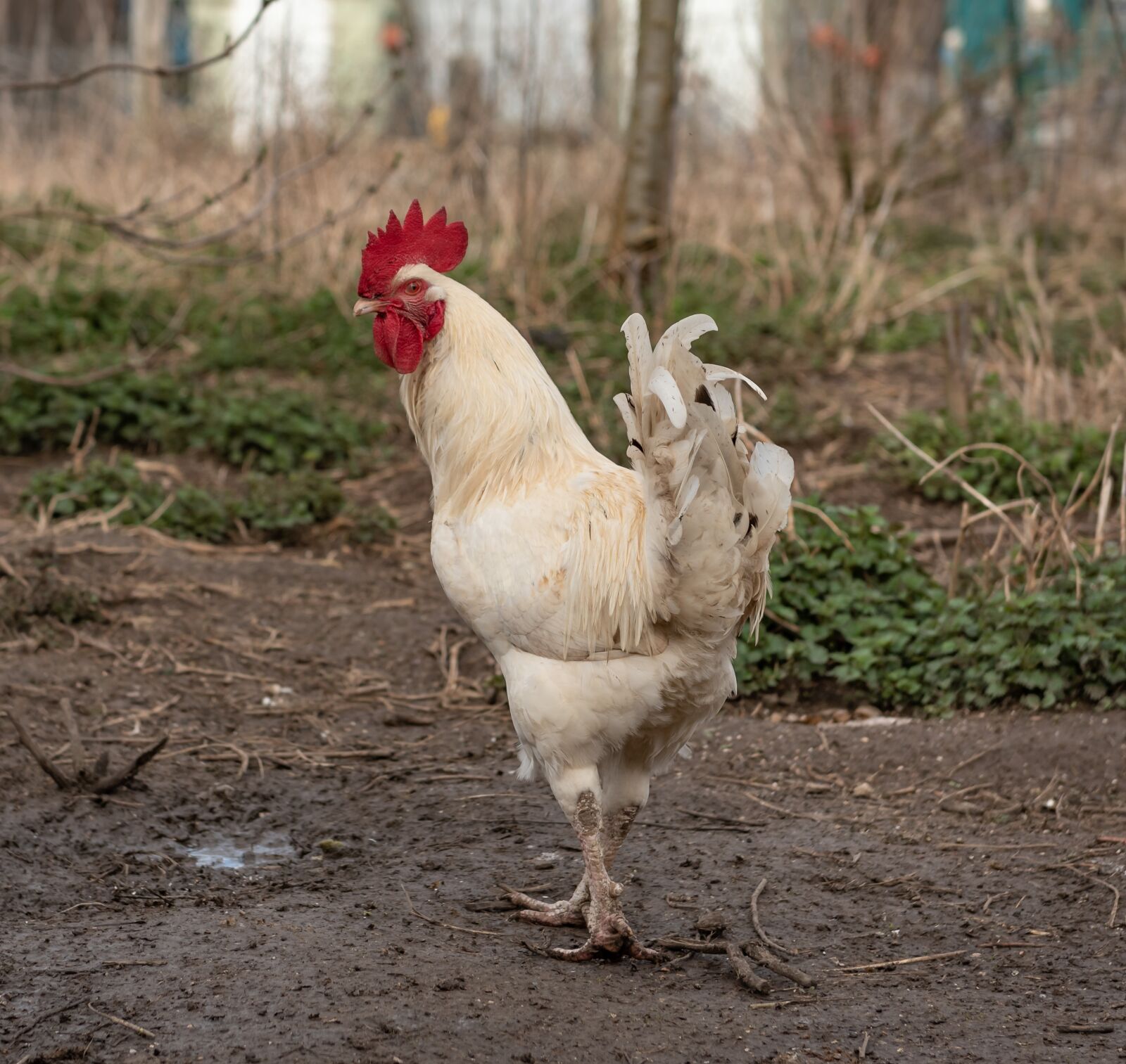 Nikon D750 sample photo. Hahn, farm, poultry photography