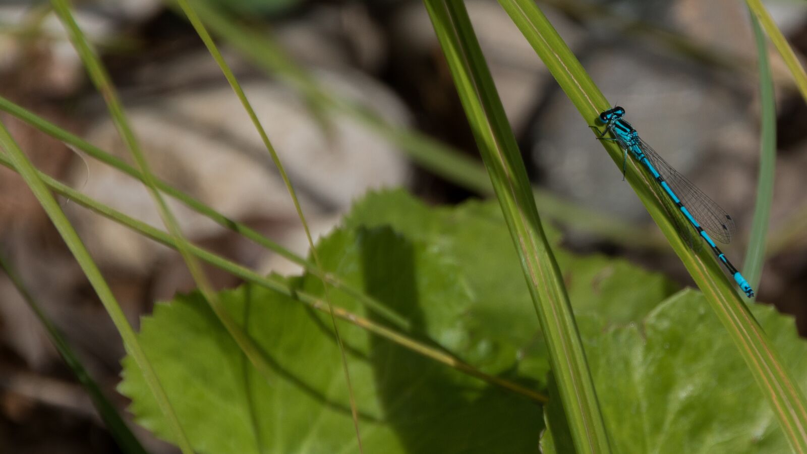 Canon EOS 750D (EOS Rebel T6i / EOS Kiss X8i) sample photo. Dragonfly, pond, insect photography