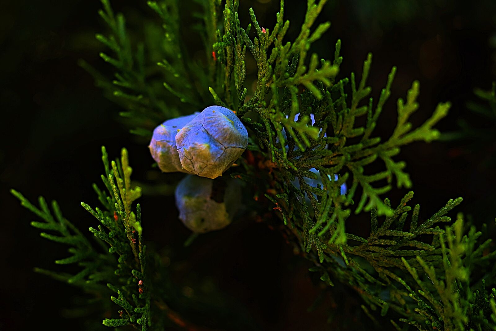 Canon EF 50mm F1.8 STM sample photo. Thuja seeds, morpankhi, green photography