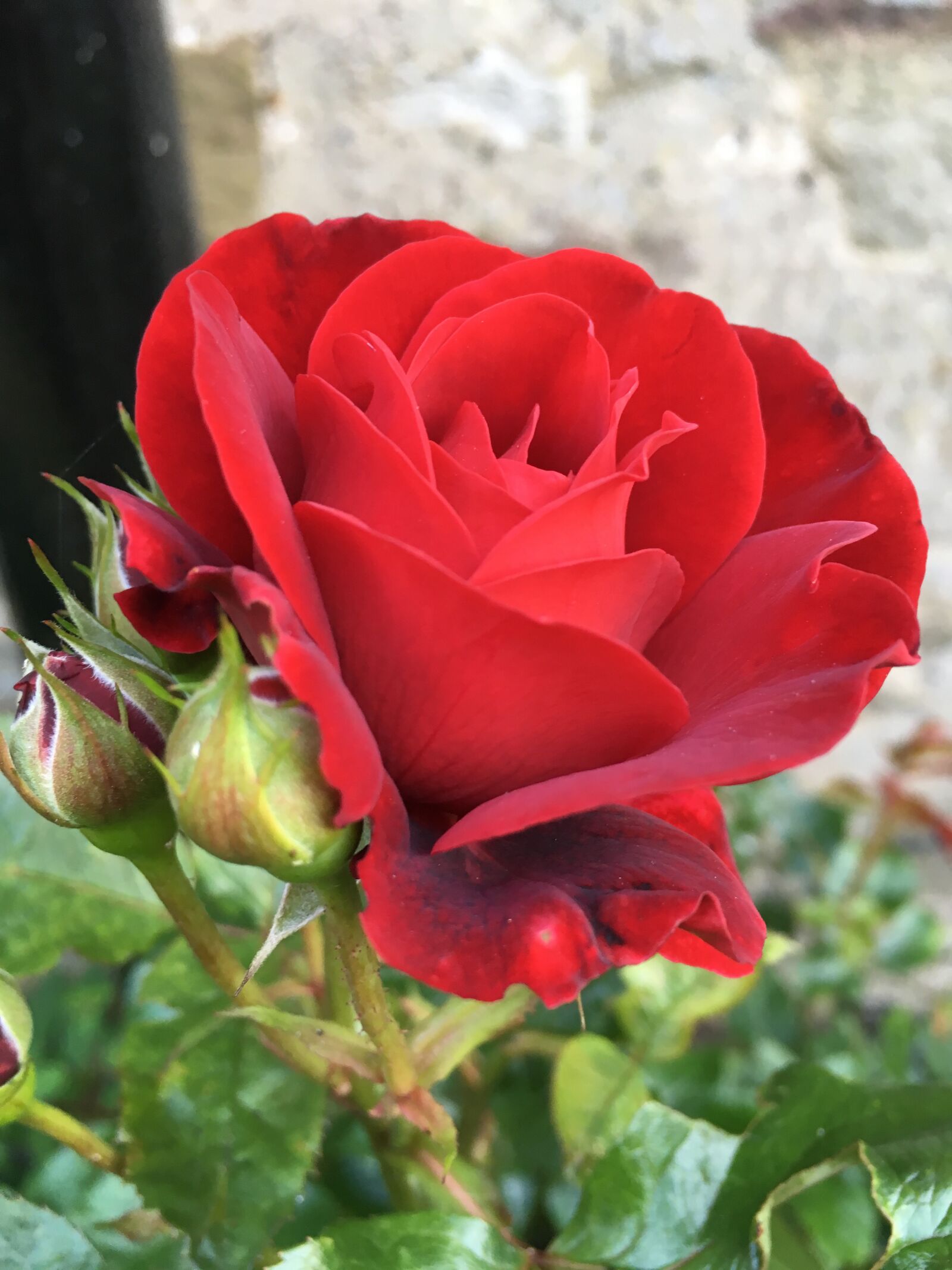 Apple iPhone SE sample photo. Red rose, rose, flower photography