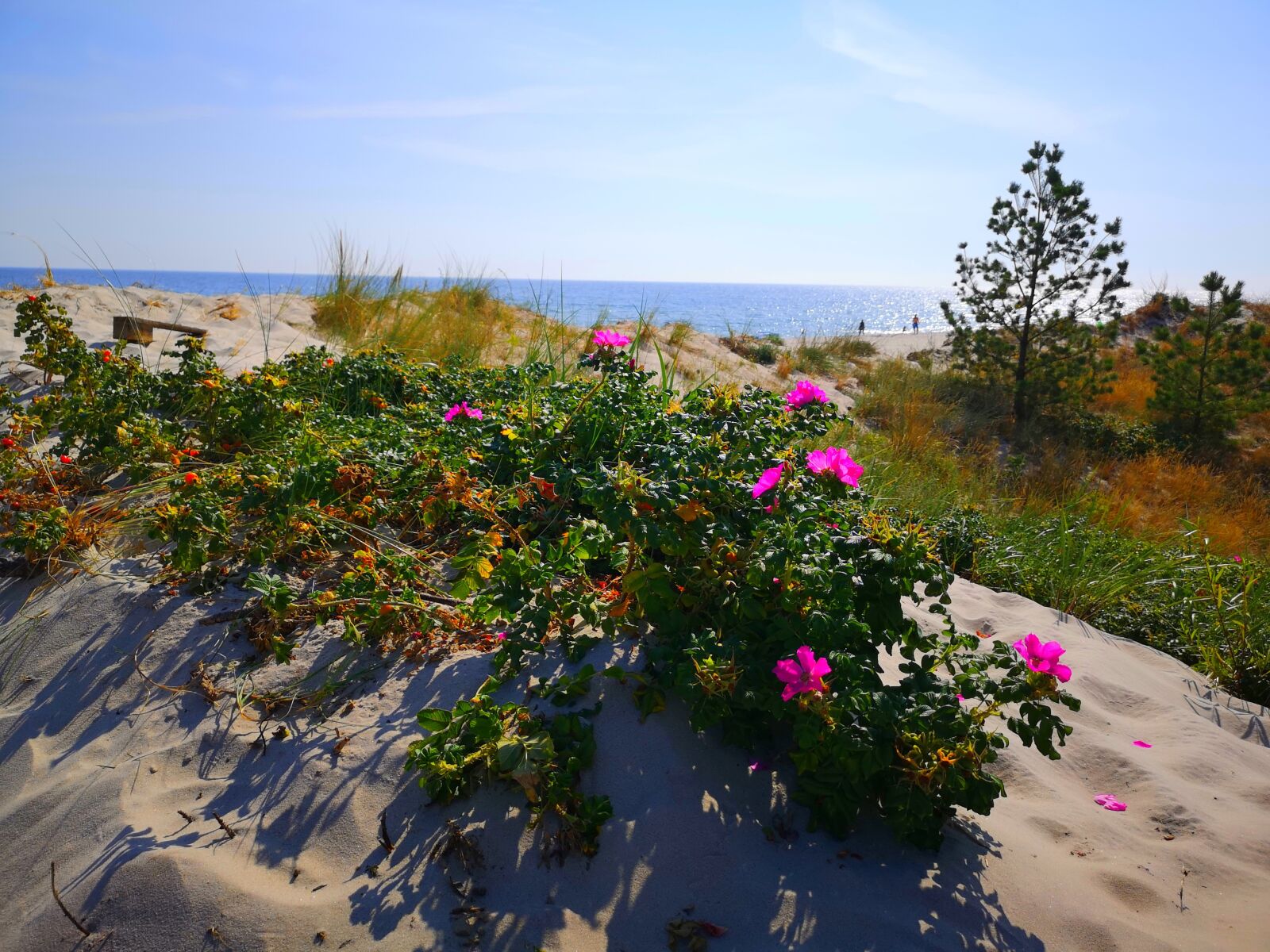 HUAWEI CLT-L29 sample photo. Flowers, dune, sea photography