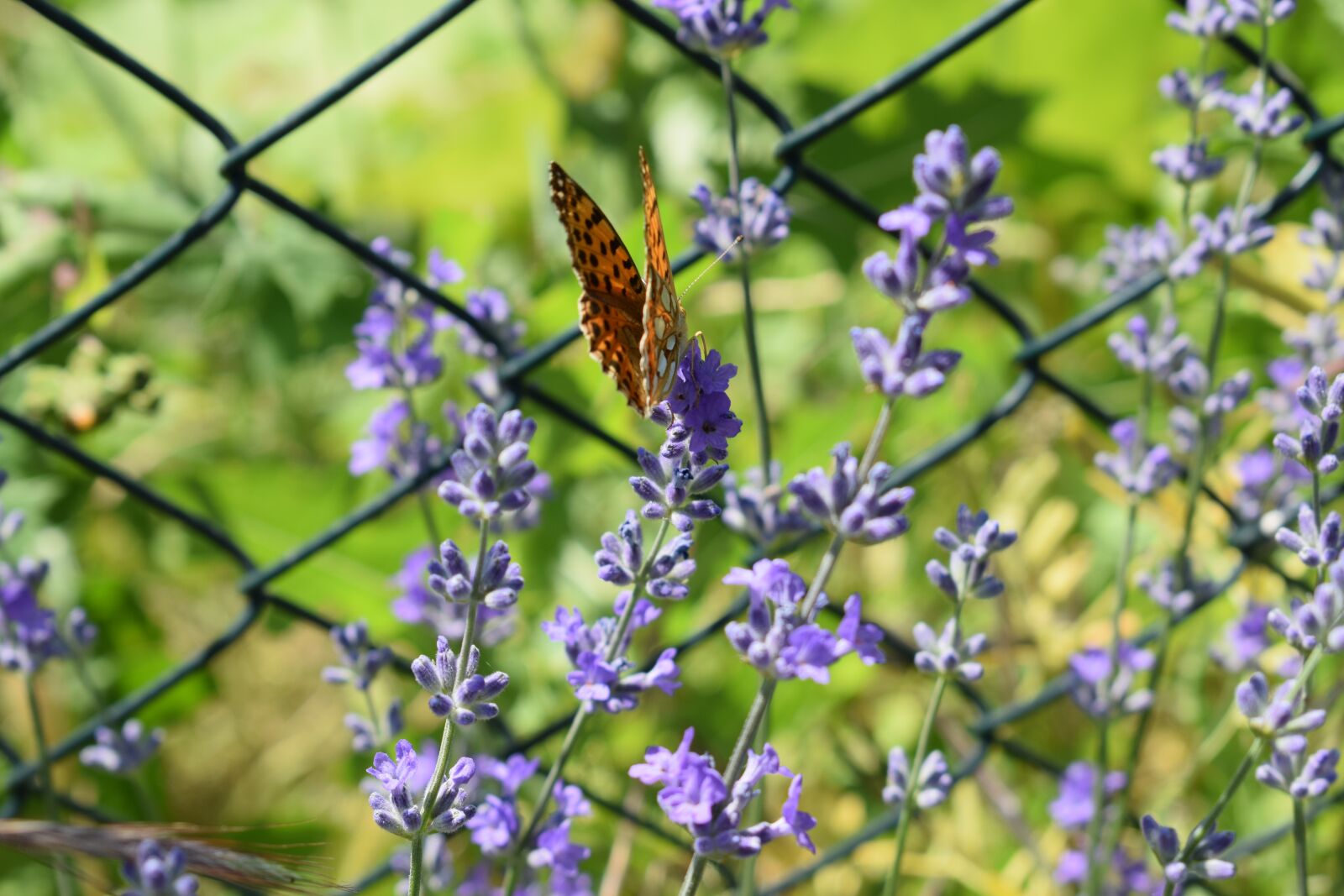 Nikon D5300 sample photo. Lavender, butterfly, nature photography