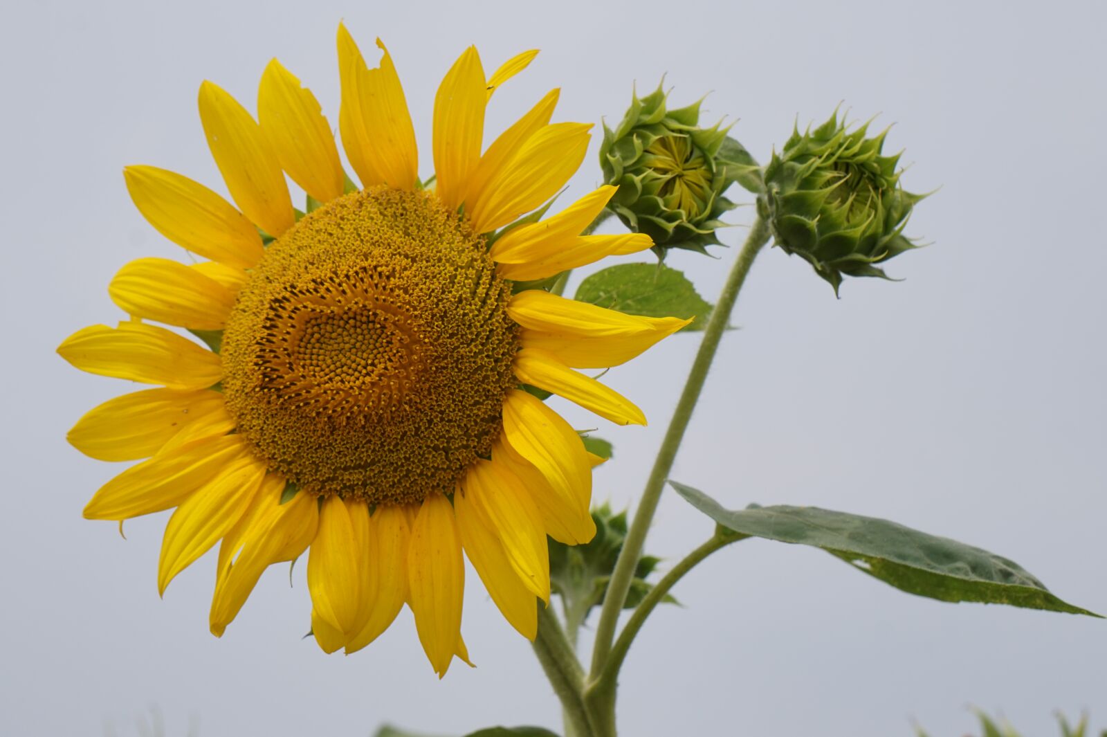 Sony E 55-210mm F4.5-6.3 OSS sample photo. Sunflower, flowers, yellow photography