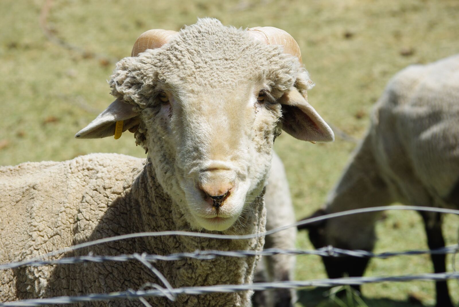 Pentax K200D sample photo. Sheep, closeup, fence photography