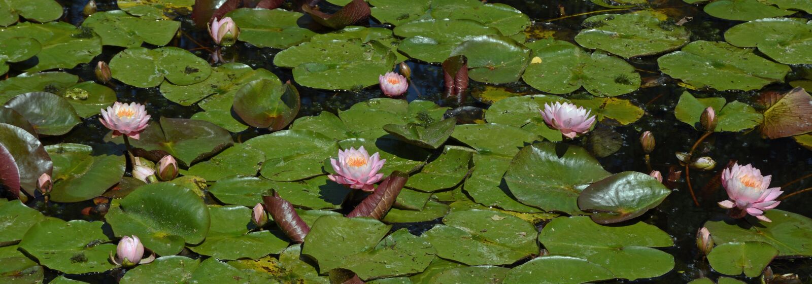 Nikon D7100 sample photo. Lily pond, water lily photography