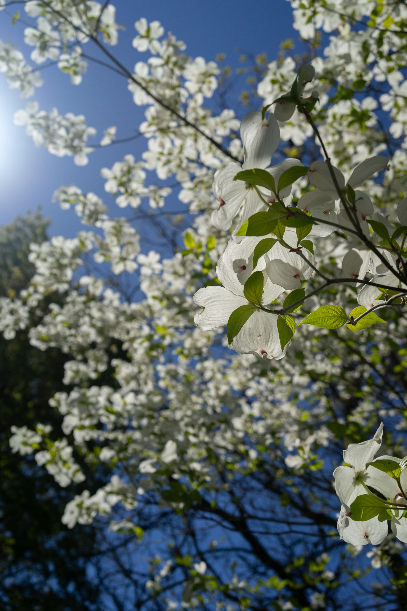 Samyang AF 35mm F1.8 FE sample photo