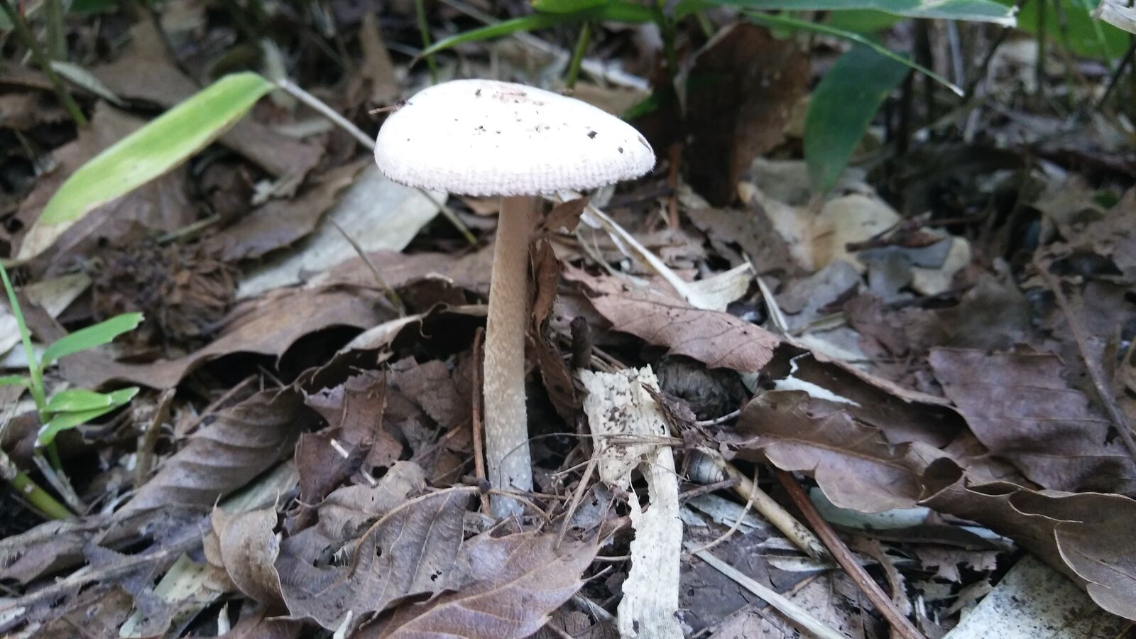 LG X SCREEN sample photo. Mushroom, white, fallen leaves photography