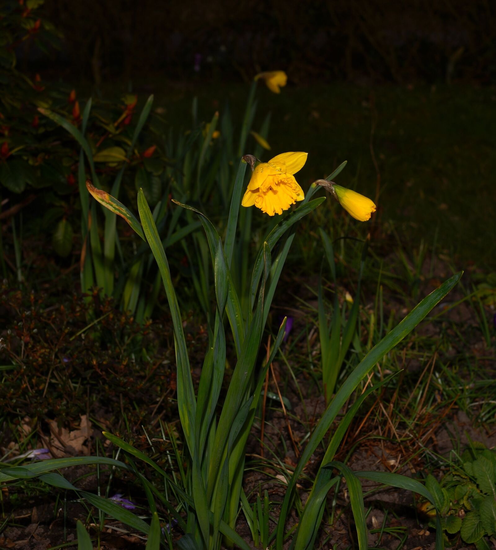 Sony Planar T* 50mm F1.4 ZA SSM sample photo. Daffodil, narcissus, spring photography