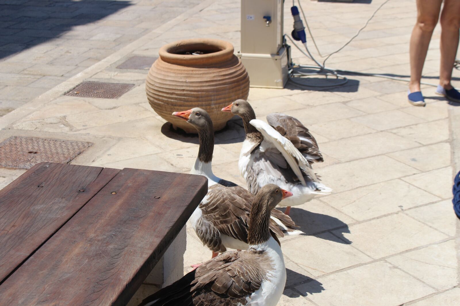 Canon EOS 700D (EOS Rebel T5i / EOS Kiss X7i) sample photo. Ducks, port, pavement photography