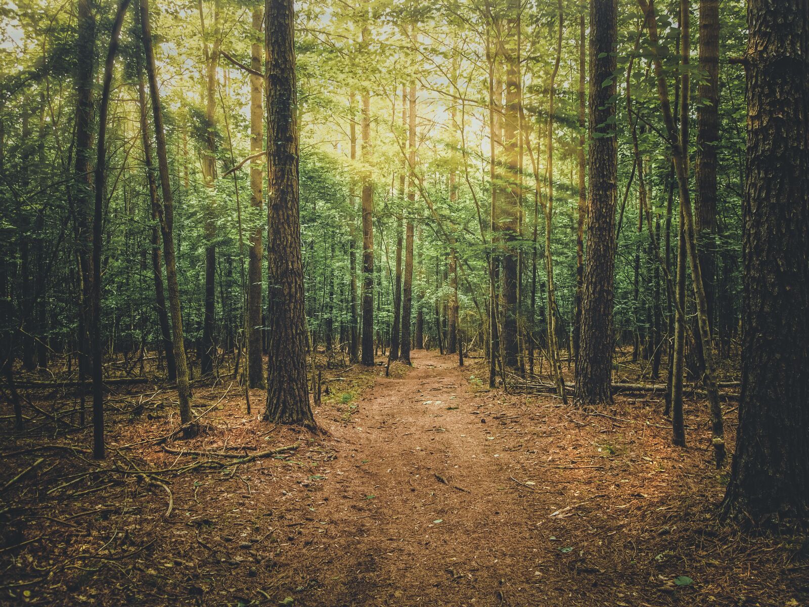 Olympus PEN E-PL1 sample photo. Tree, wood, park photography