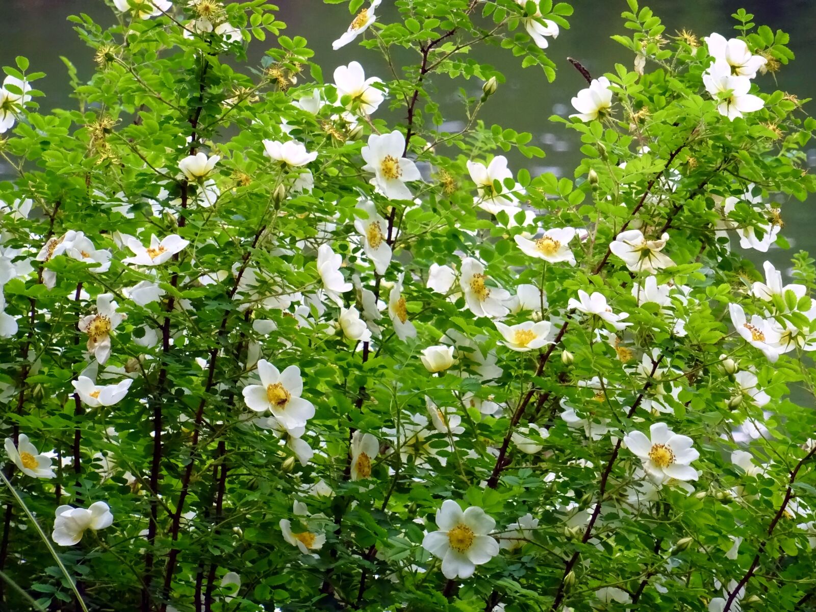 Sony DSC-HX60 sample photo. Bloom, blooming, blossom, blur photography