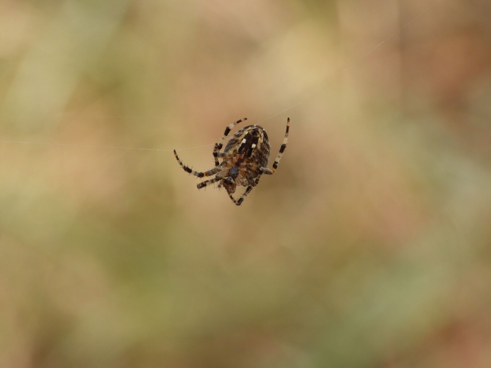 Nikon Coolpix P1000 sample photo. Spider, cobweb, forest photography