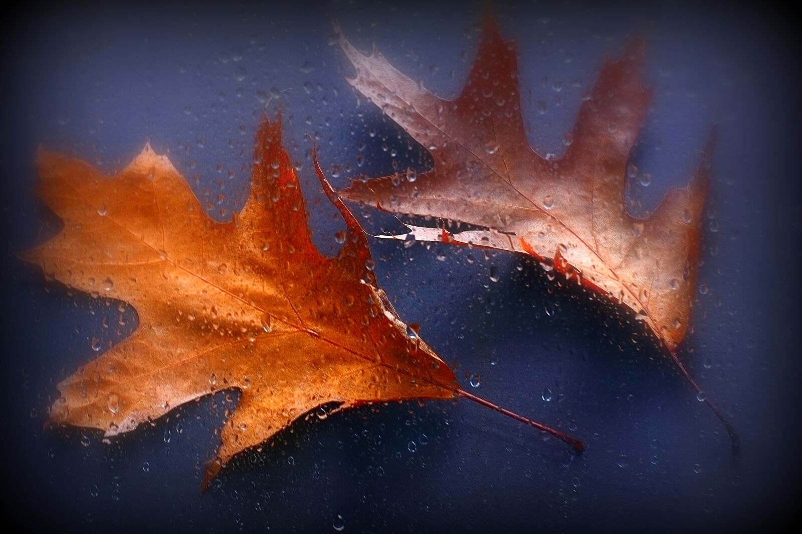 Canon EOS 40D sample photo. Nature, seasons, autumn photography