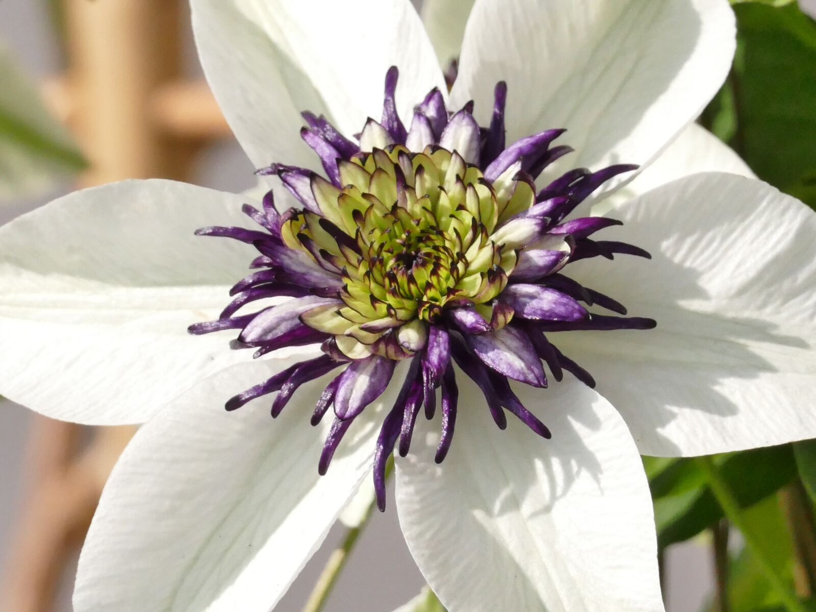 Panasonic Lumix DMC-FZ1000 sample photo. Clematis, plant, blossom photography