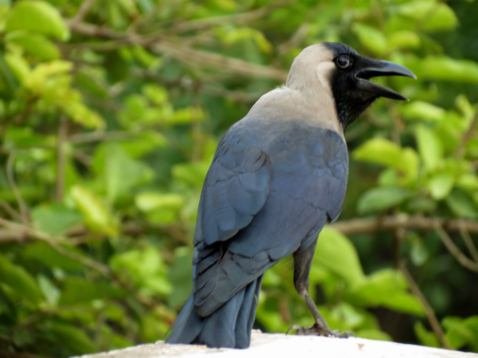Canon PowerShot SX40 HS sample photo. Bird, crow photography