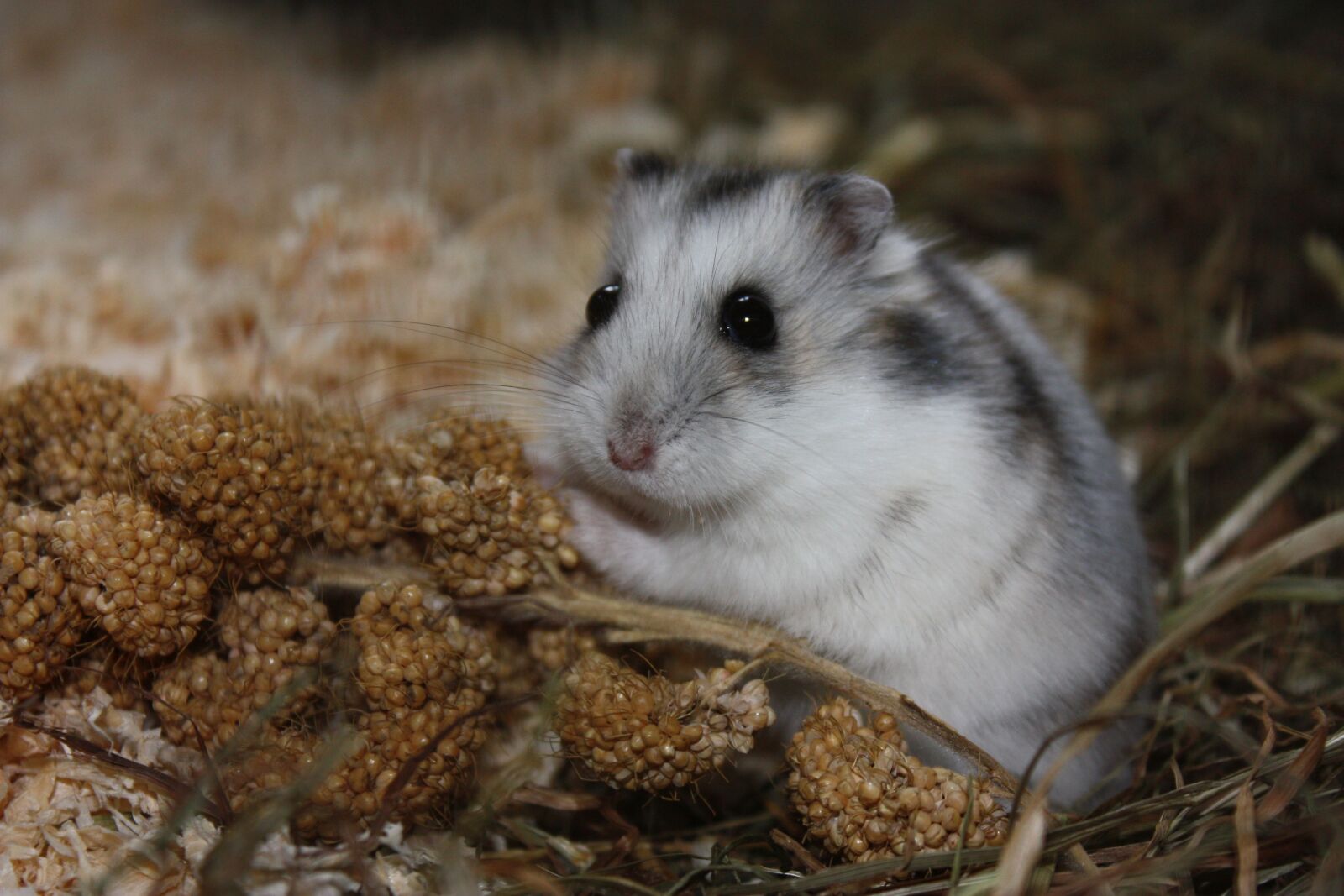 Canon EOS 450D (EOS Rebel XSi / EOS Kiss X2) sample photo. Hamster, eat, cute photography