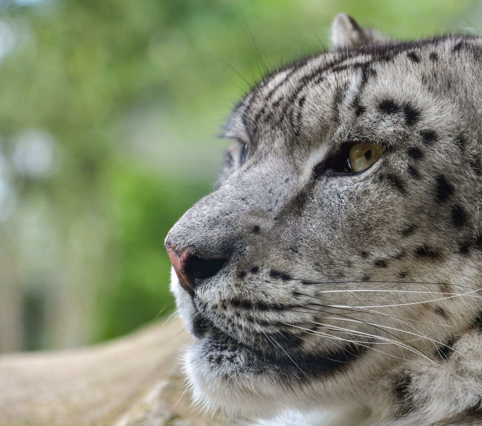 Nikon D500 sample photo. Snow leopard, feline, tawny photography