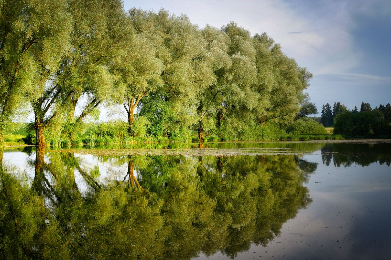 Panasonic Lumix DMC-GX8 sample photo. Lake, pond, tree photography