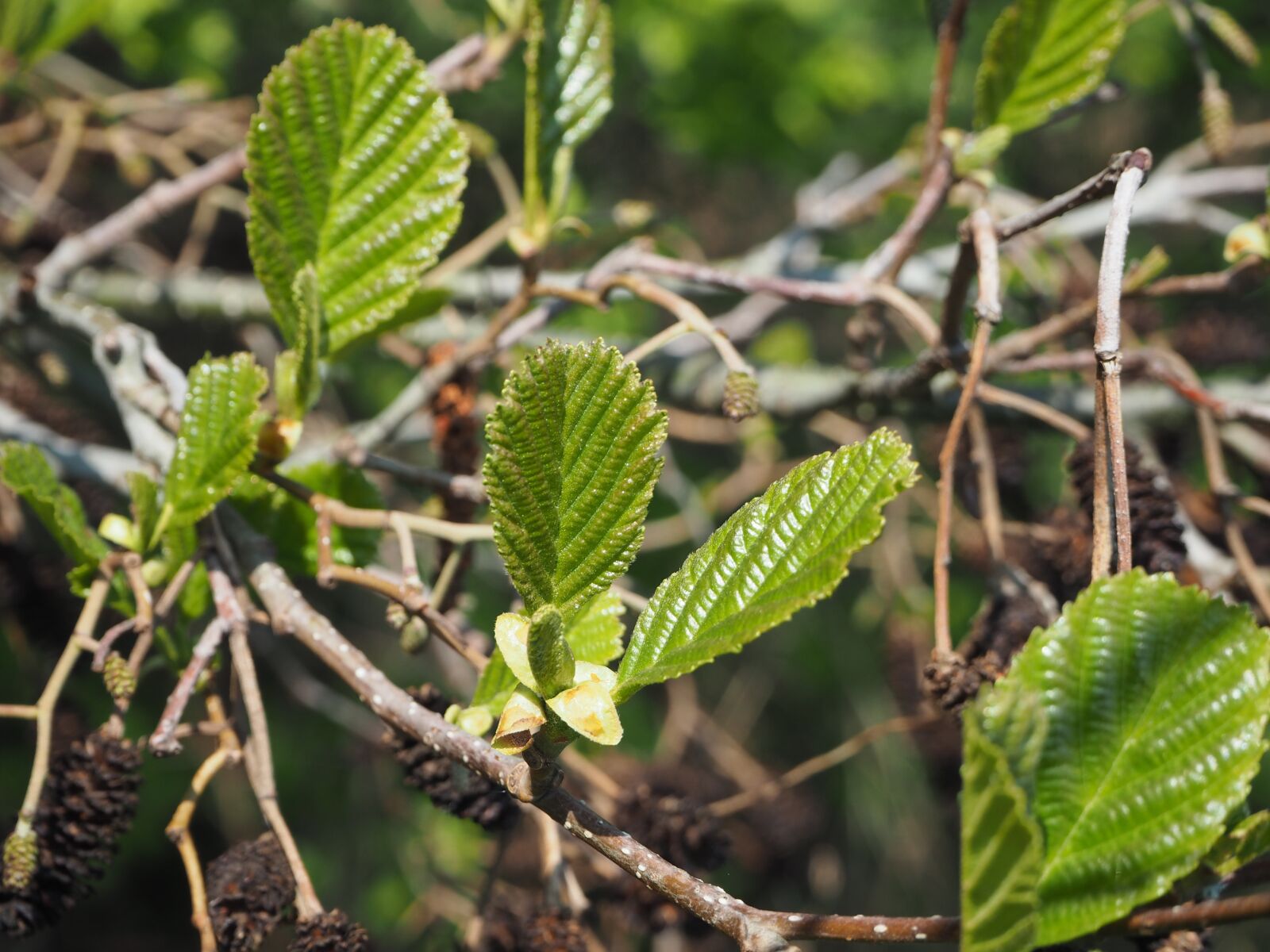 Olympus OM-D E-M10 sample photo. Alder, black alder, fresh photography