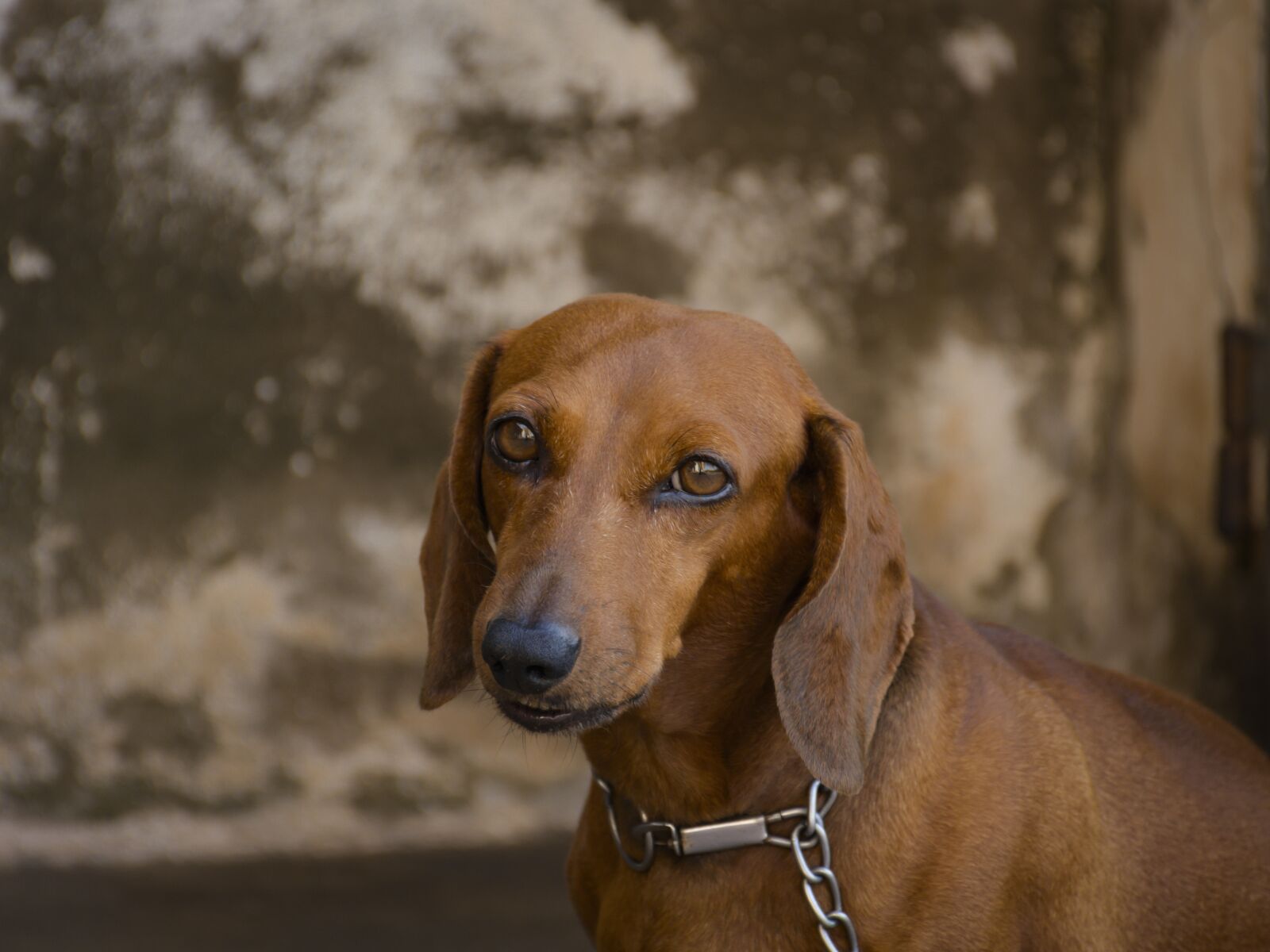 Nikon D7100 sample photo. Dogs, dachshund dog, brown photography
