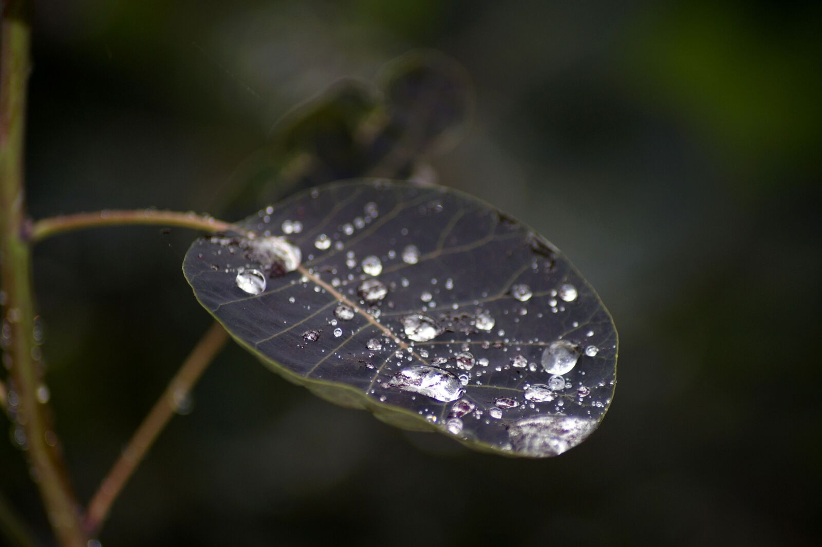 Sony SLT-A58 sample photo. Dewdrop, dew, leaf photography