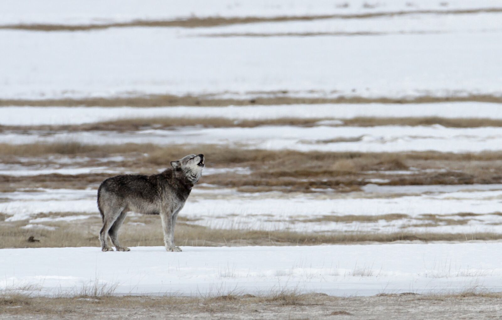 Canon EOS 7D sample photo. Wolf, howling, lone photography