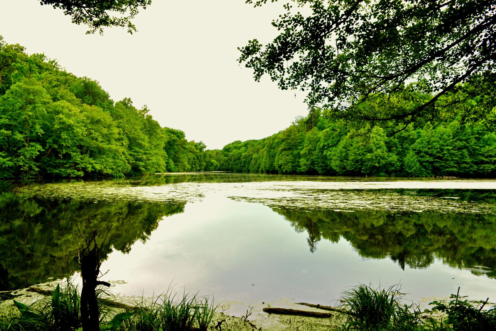 Nikon D3100 sample photo. Pond, river, nature photography
