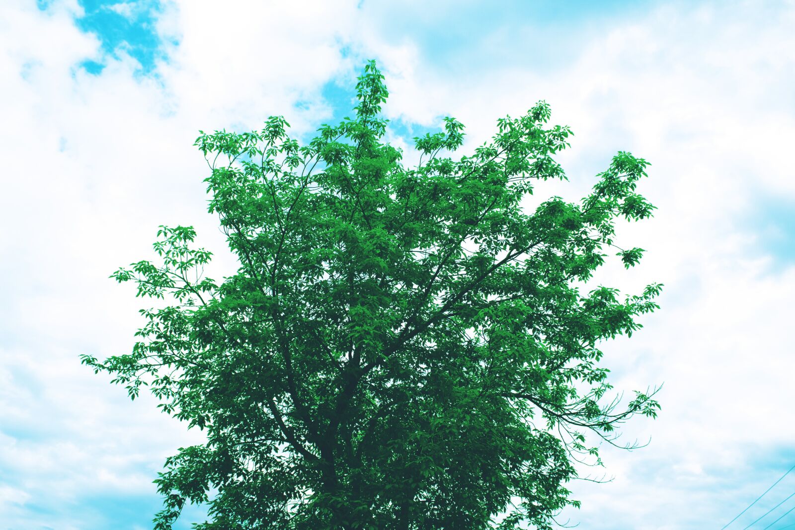 Canon EOS 600D (Rebel EOS T3i / EOS Kiss X5) sample photo. Tree, sky, landscape photography