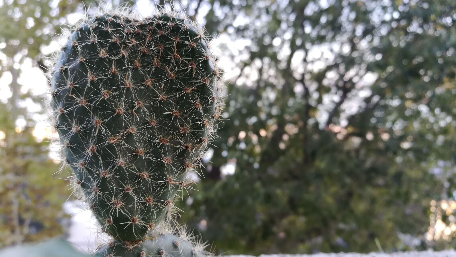 HUAWEI honor 6x sample photo. Cactus, heart, spiky photography