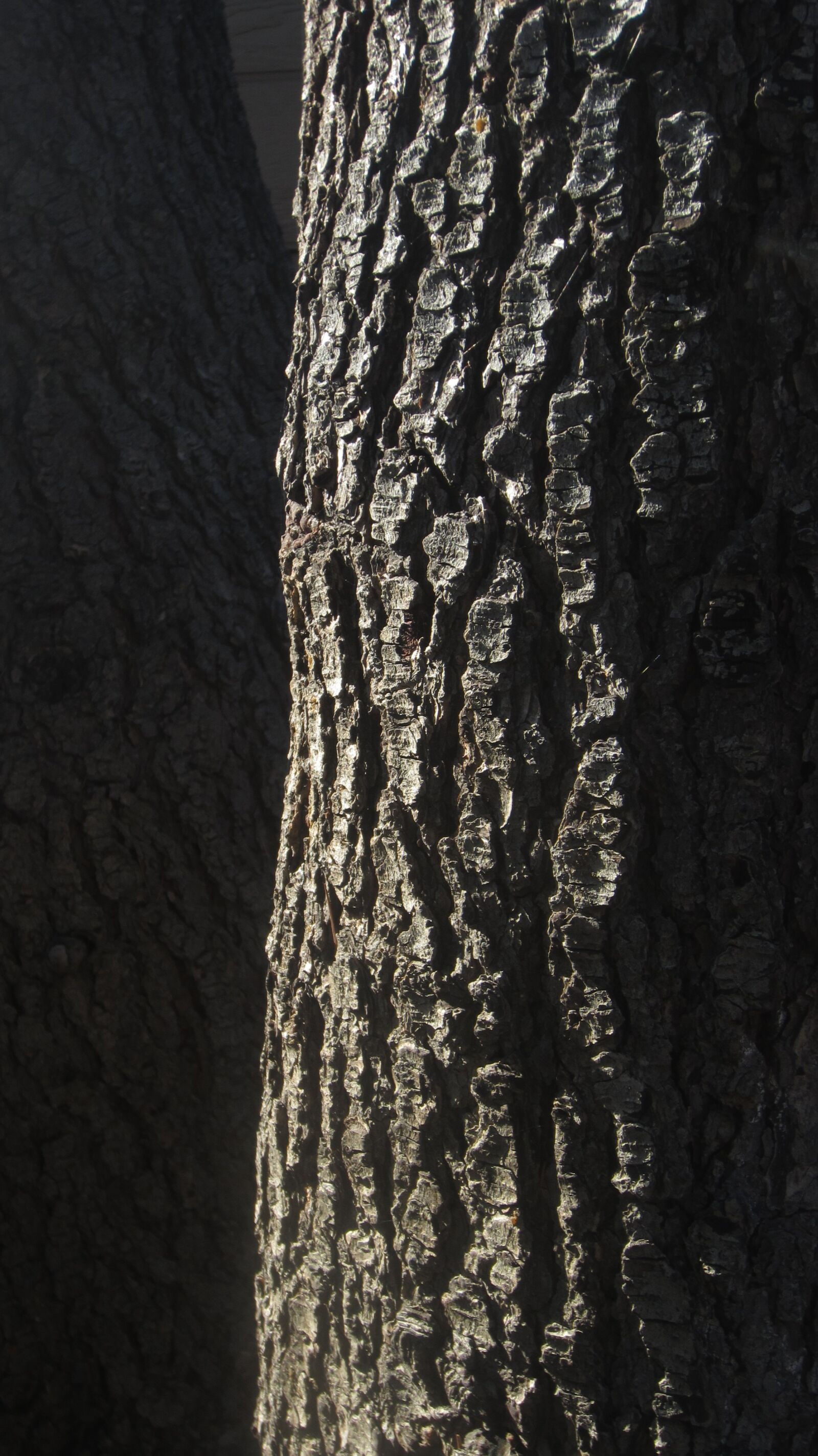 Canon PowerShot ELPH 300 HS (IXUS 220 HS / IXY 410F) sample photo. Tree, pine, bark photography