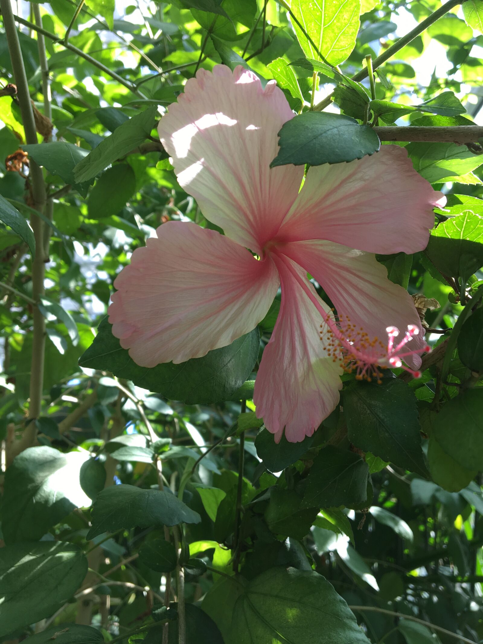 Apple iPhone 6s sample photo. Bali, hibiscus, balinese garden photography