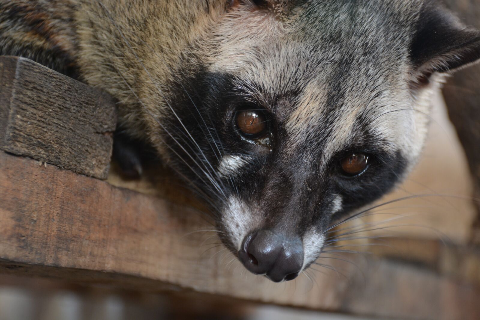 Nikon D5200 sample photo. Civets, animal, animals photography