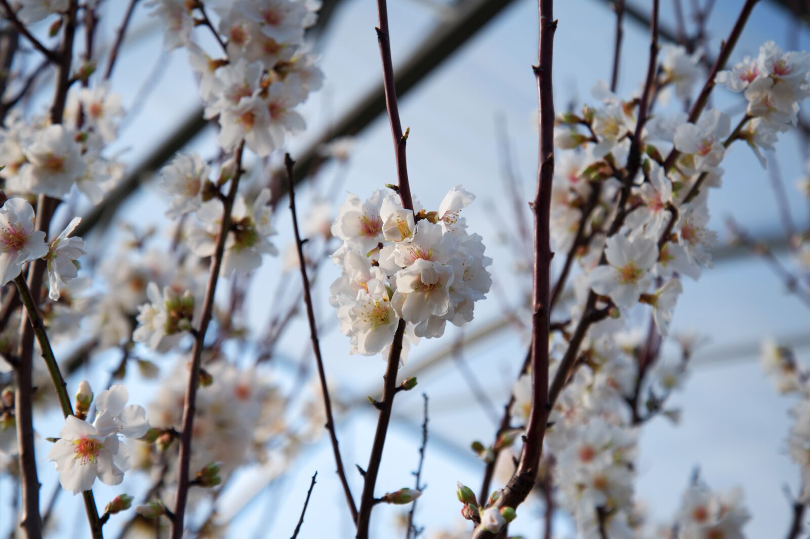 Nikon D750 sample photo. Almond blossom, plant, nature photography