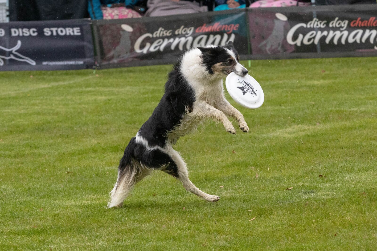 Canon EOS 80D sample photo. Frisbee, dogfrisbee, disc mastiffs photography