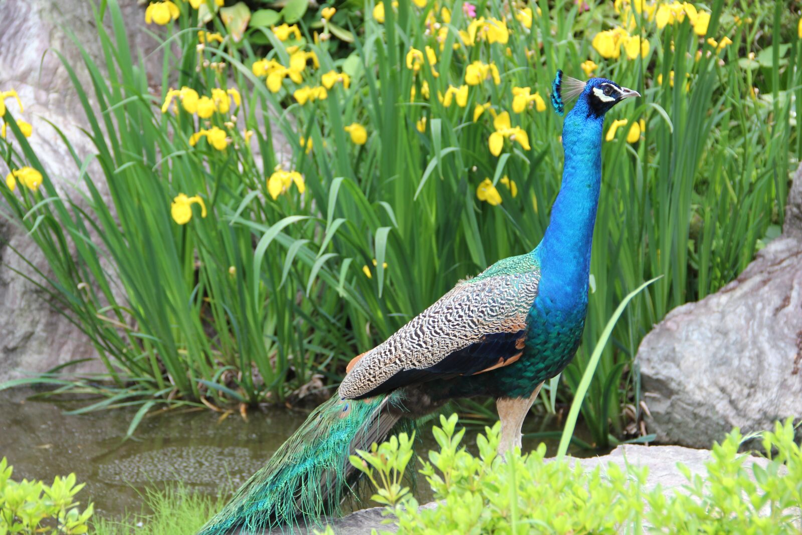 Canon EOS 550D (EOS Rebel T2i / EOS Kiss X4) sample photo. Peafowl, indian peafowl, blue photography