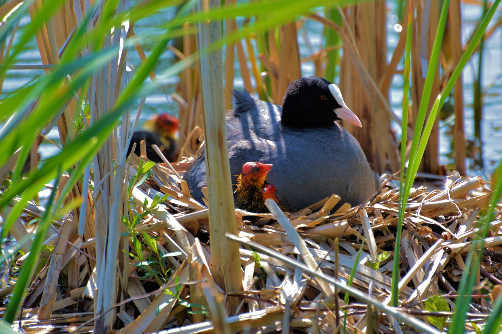 Nikon D3200 sample photo. Coot, nature, chicks photography