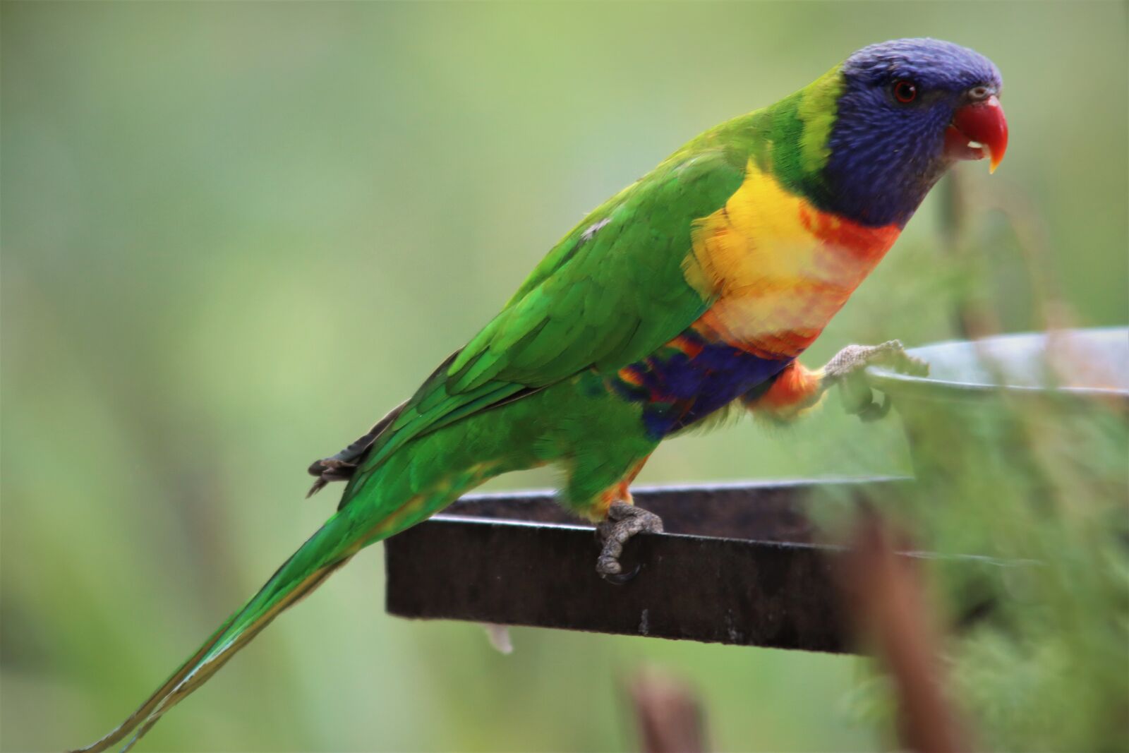 Canon EOS 90D sample photo. Rainbow, lorikeet, native photography