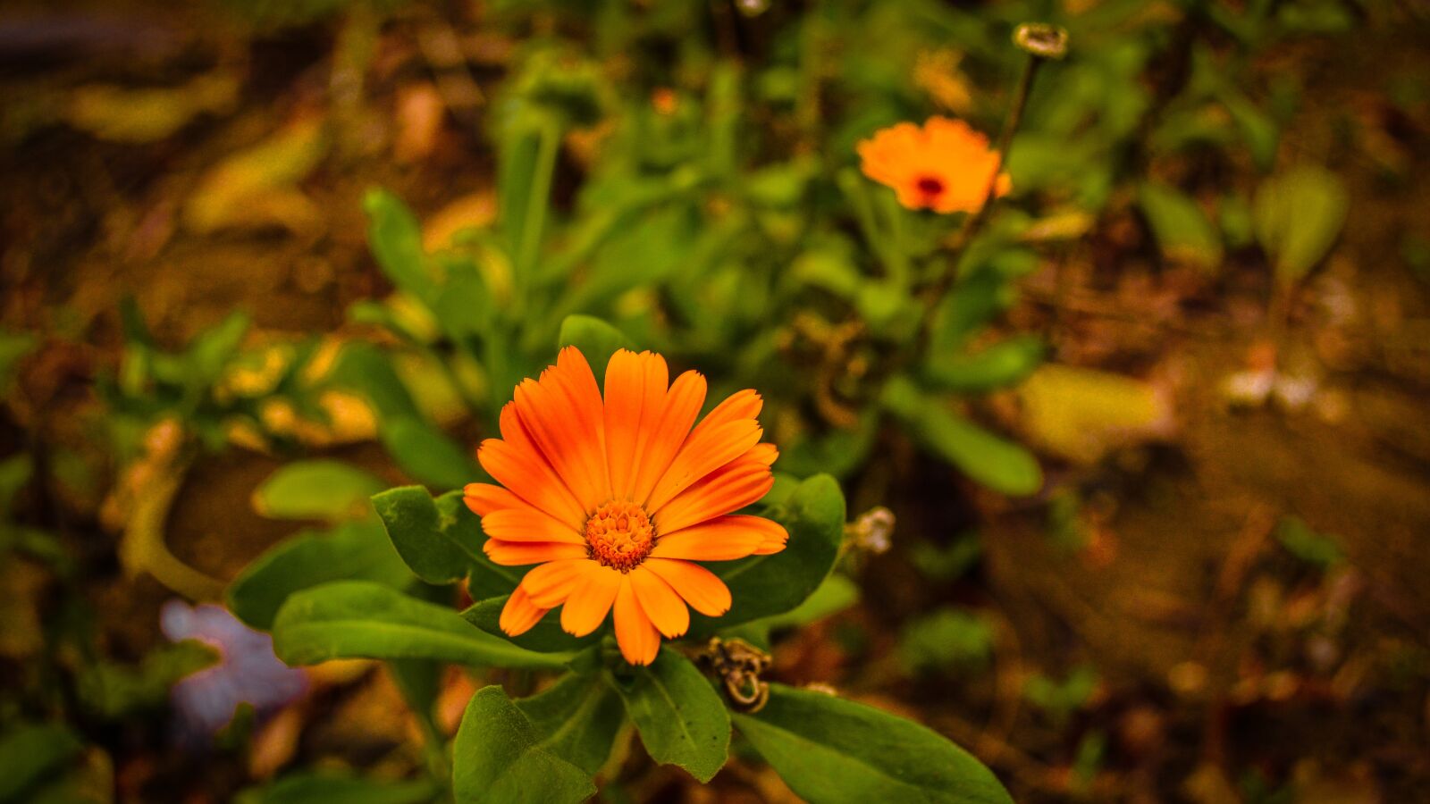 Nikon D3100 sample photo. Autumn, city, park, flowers photography
