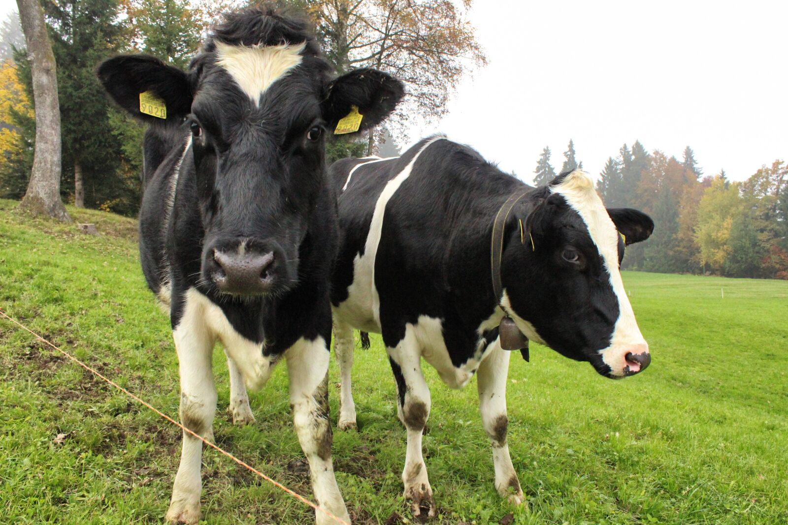Canon EOS 600D (Rebel EOS T3i / EOS Kiss X5) sample photo. Cows, two cows, dairy photography