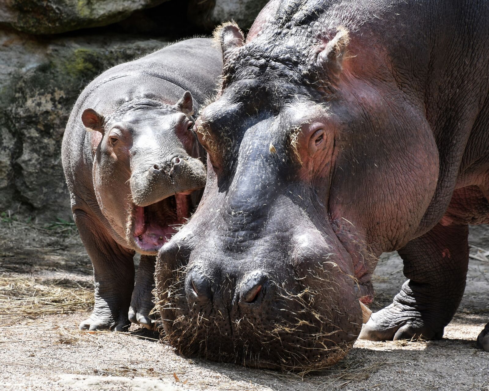 Nikon D500 sample photo. Hippopotamus, mother, petit photography