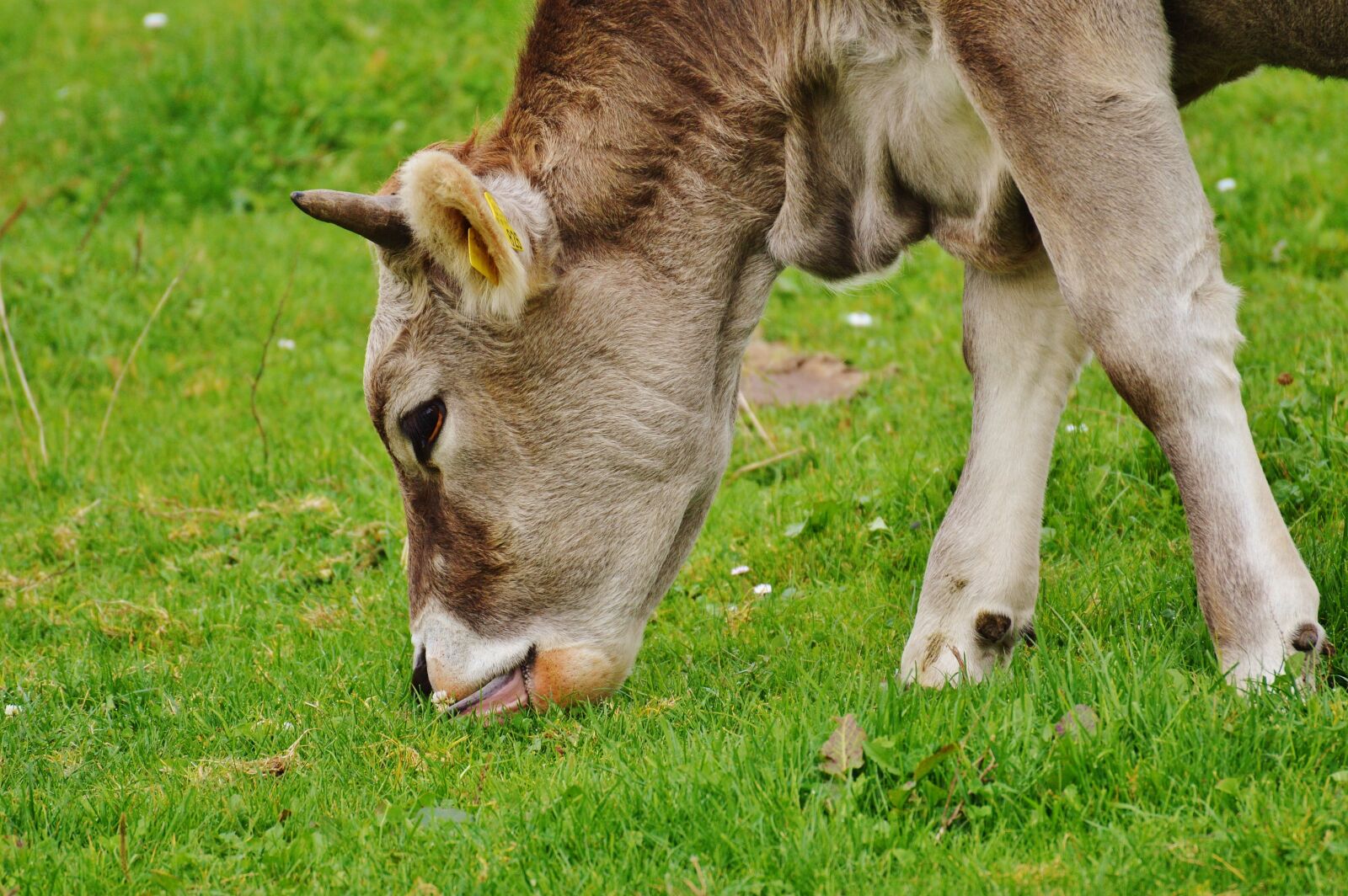 Nikon D3200 sample photo. Cow, allgäu, cows photography