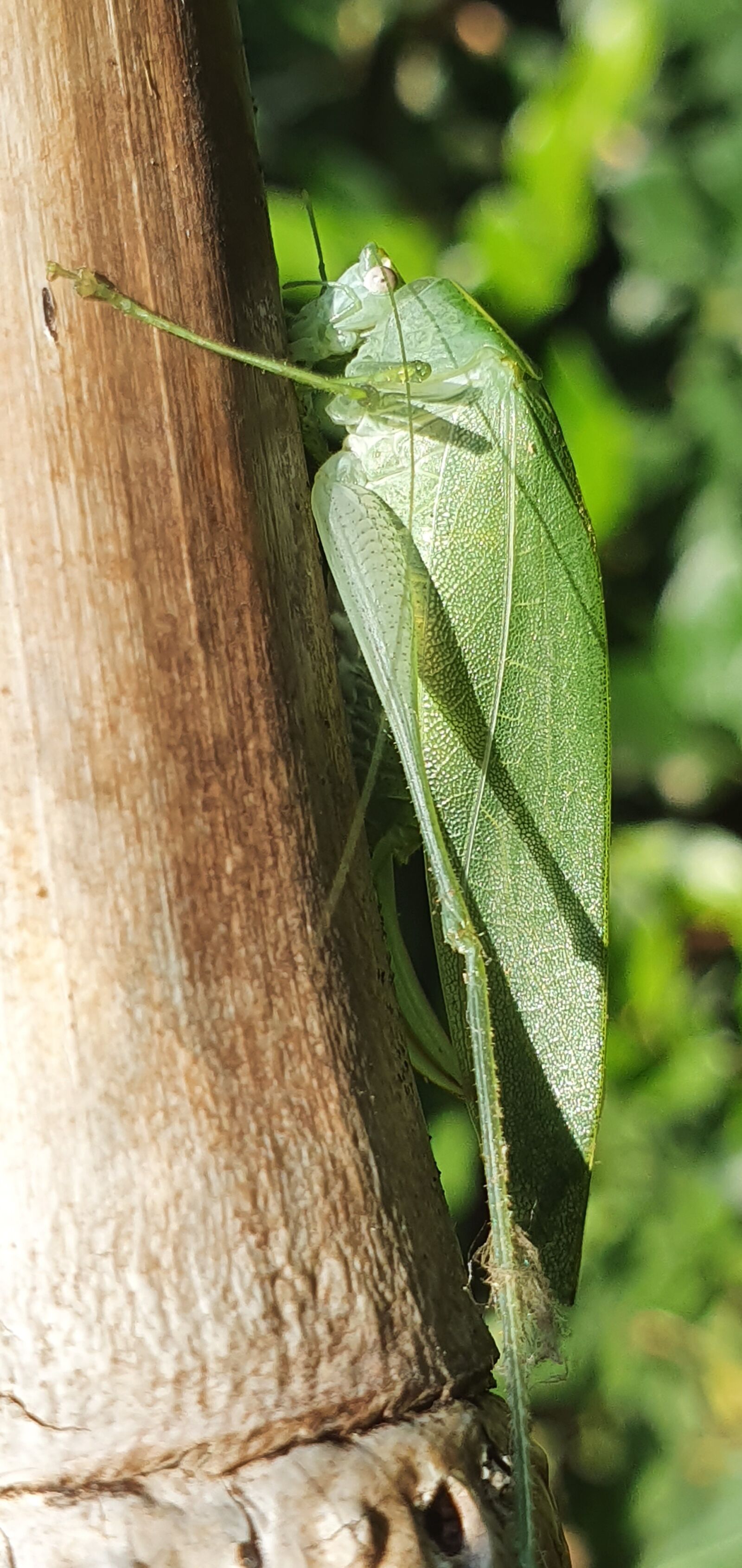 Samsung Galaxy S10 sample photo. Leaf insect, green, nature photography