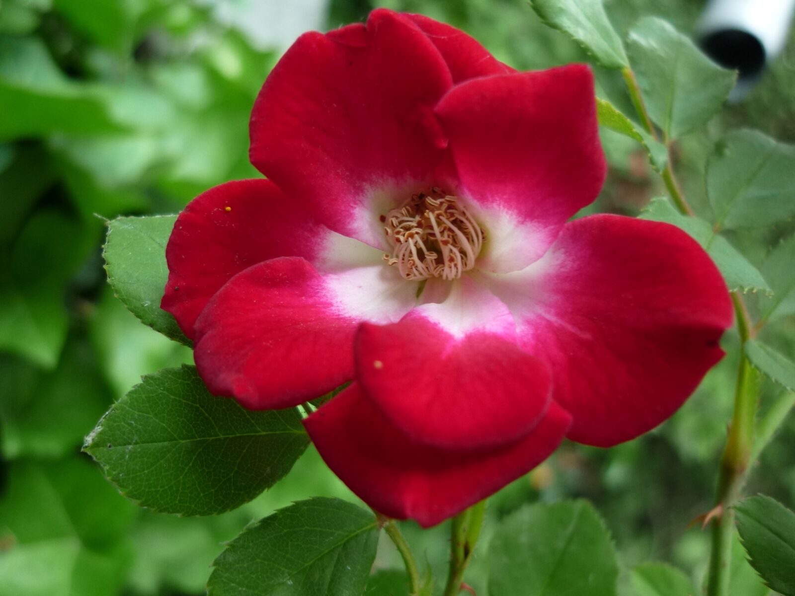 Panasonic Lumix DMC-FS6 sample photo. Rose, nature, blossom photography