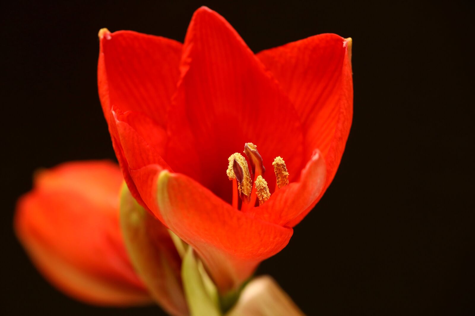 Canon EOS R sample photo. Amaryllis, blossom, bloom photography