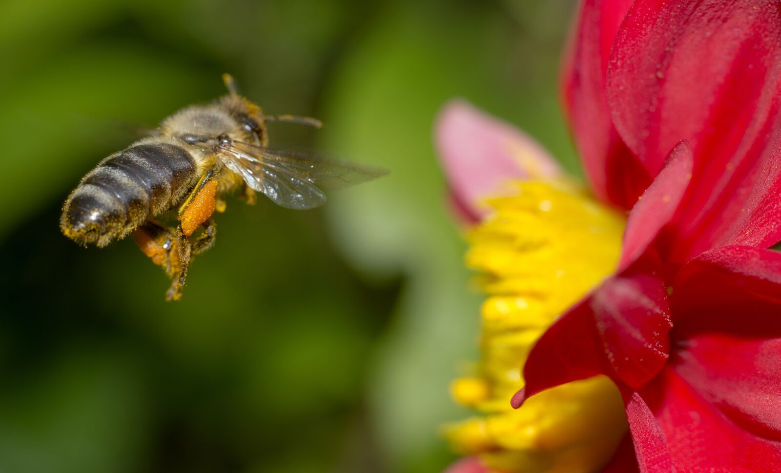 Nikon D7100 sample photo. Bee, nature, flower photography