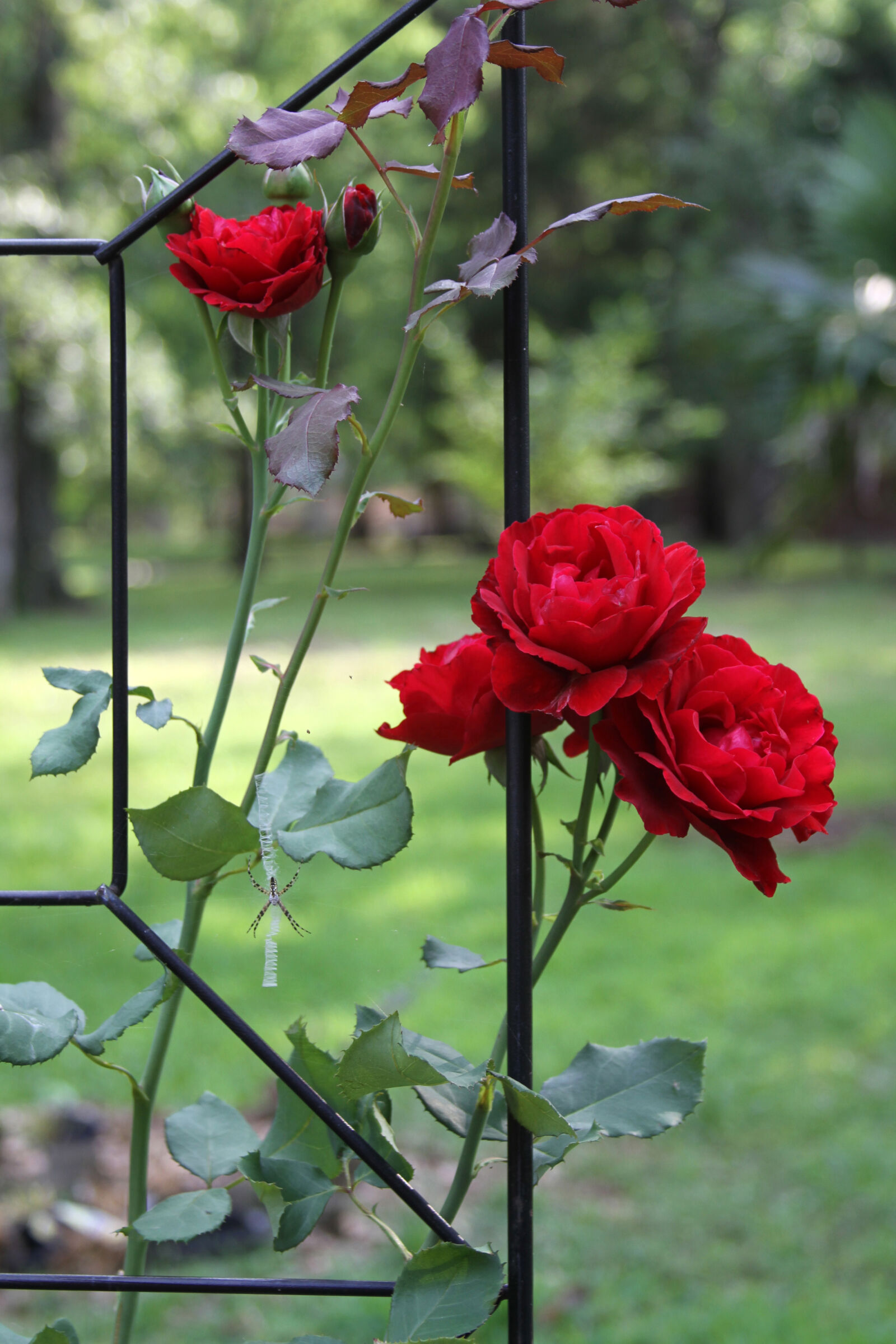 Canon EOS 7D sample photo. Red, roses photography