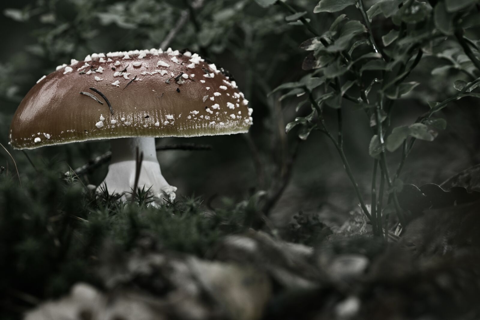 Nikon D5200 sample photo. Forest, fly agaric, toxic photography